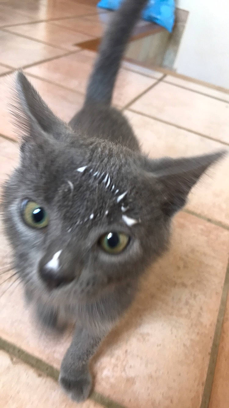 Greyci participe au concours pour gagner de l'argent avec cette photo : carnivore, cat, domestic_short_haired_cat, ear, electric_blue, eye, fawn, felidae, fur, head, iris, russian_blue, siamese, small_to_medium_sized_cats, snout, terrestrial_animal, whiskers