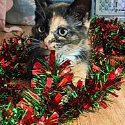 Autumn joined the competition — help win amazing prizes! kitten, cat, tortoiseshell, tinsel, holiday, decorations, floor, wooden_floor, curious, pet, indoor, close_up, playful, animal, feline, whiskers, ears, eyes, colorful, festive