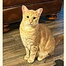 cat, orange_tabby, indoor, wooden_floor, leather_couch, pet, animal, feline, sitting, looking_at_camera, floor, fur, ears, whiskers, tail, domestic_cat, household, brown, orange, calm