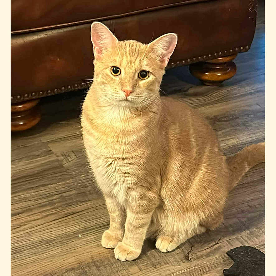 Simba