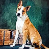 dog, brown_and_white, sitting, wooden_chest, head_tilt, curious, indoor, portrait, pet, canine, ears_up, floor, furniture, animal, looking_at_camera, studio, background, domestic_animal, fur, alert
