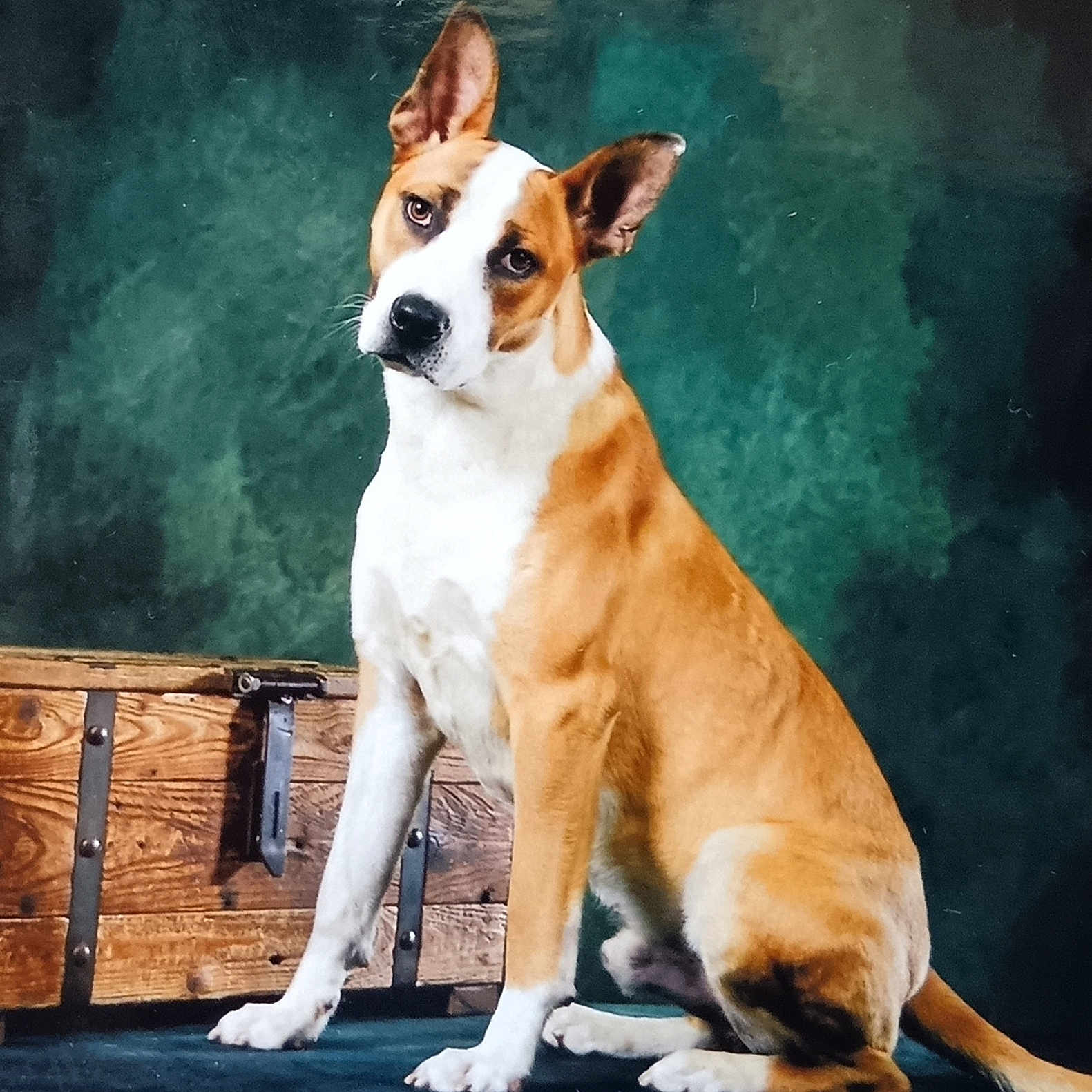 Baggy participe au concours pour gagner de l'argent avec cette photo : dog, brown_and_white, sitting, wooden_chest, head_tilt, curious, indoor, portrait, pet, canine, ears_up, floor, furniture, animal, looking_at_camera, studio, background, domestic_animal, fur, alert