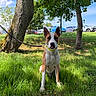Baggy a rejoint le concours — aidez-le/la à gagner de superbes lots ! alert, animal, blue_sky, canine, collar, daytime, dog, grass, greenery, leash, leaves, nature, outdoor, parked_cars, pet, shade, sitting, sunlight, tree, trunk