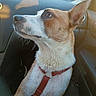 alert, animal, brown, canine, car_interior, companion, curious, dog, ears, harness, nature, outdoor, pet, seat, side_view, sunlight, transport, travel, white, window
