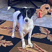 Peaches joined the competition — help win amazing prizes! animal, background, black_and_white, carpet, chair, curious, cute, dog, floor, fur, home, indoor, paws, pet, playful, small_dog, standing, tile_floor, toy, treat