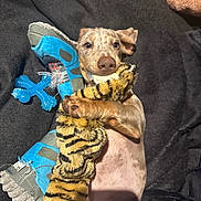 Bueno is registered to the contest to win money with this photo: animal, black, blanket, brown, chewing, colorful, cute, dog, fur, indoor, lying_down, paw, pet, playing, puppy, relaxing, snout, soft_toy, stuffed_animal, toy
