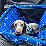 Bueno is registered to the contest to win money with this photo: animal, blue, canine, car_interior, car_seat_belt, closeup, comfort, cute, dog, domestic_animal, harness, leash, looking, pet_car_seat, puppy, resting, seat, spotted, travel, young