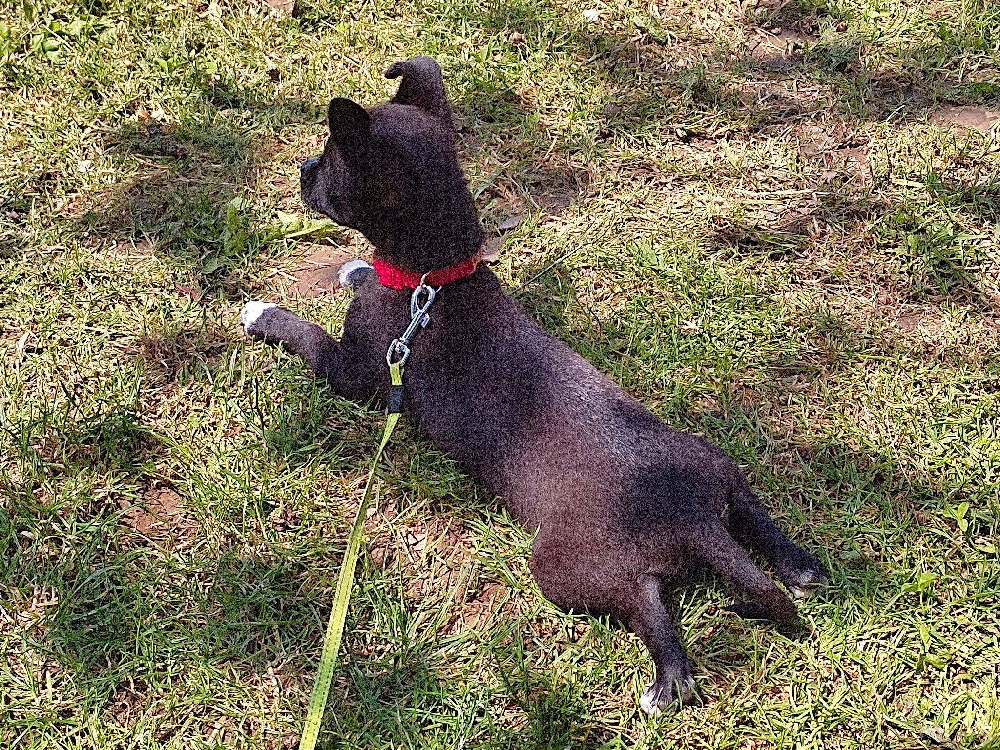 Titus participe au concours pour gagner de l'argent avec cette photo : borador, canidae, carnivore, collar, companion_dog, dog, dog_breed, dog_collar, dog_supply, fawn, grass, guard_dog, hunting_dog, leash, non_sporting_group, pet_supply, plant, tail, working_animal, working_dog