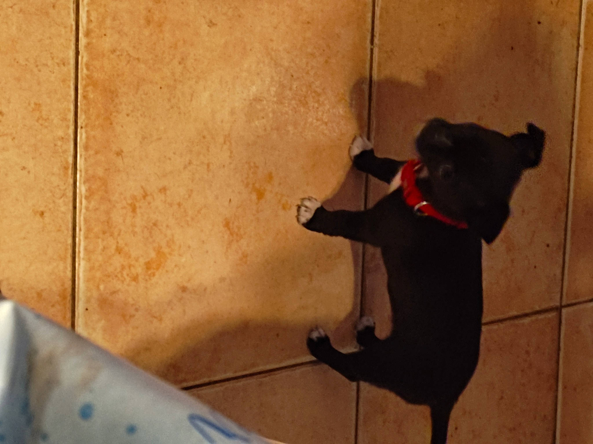 Titus a rejoint le concours — aidez-le/la à gagner de superbes lots ! carmine, carnivore, collar, companion_dog, dog, dog_breed, dog_collar, fawn, felidae, floor, flooring, human_leg, leash, pet_supply, shadow, small_to_medium_sized_cats, snout, tail, wood, working_animal