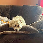 Gordie is registered to the contest to win money with this photo: animal, brown, companion, couch, cozy, cream, curly_fur, cute, dog, domestic, fluffy, home, indoor, looking_up, pet, pillow, relaxed, resting, sofa, soft_lighting