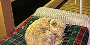 Gordie is registered to the contest to win money with this photo: collar, cozy, curled_up, dog, fur, furniture, home, night, outdoor, pet, plaid_cushion, plush, quiet, relaxing, resting, sleeping, string_lights, warm_lighting, wicker_chair, wooden_deck