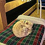collar, cozy, curled_up, dog, fur, furniture, home, night, outdoor, pet, plaid_cushion, plush, quiet, relaxing, resting, sleeping, string_lights, warm_lighting, wicker_chair, wooden_deck