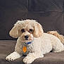 animal, brown, collar, companion, couch, cream_color, cute, dog, domestic, fluffy, fur, indoor, laying_down, looking_at_camera, paw, pet, relaxed, small_dog, tag, tail