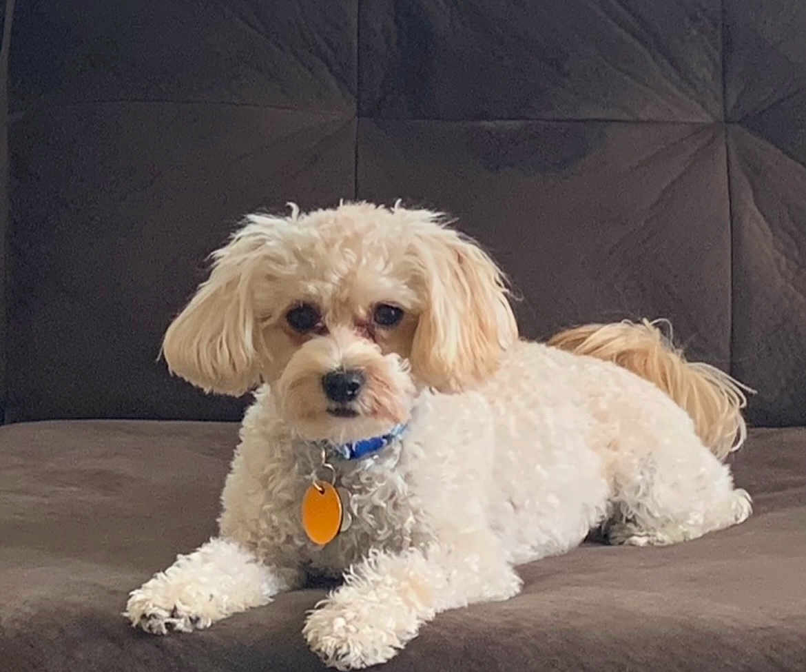 Gordie