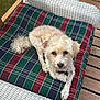 Gordie joined the competition — help win amazing prizes! canine, comfortable, companion, curious_eyes, dog, domestic_animal, fluffy, furniture, green_grass, natural_light, outdoor, pet, plaid_cushion, porch, relaxing, resting, summer, sunlight, white_wicker_chair, wooden_deck