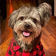 Chucky is registered to the contest to win money with this photo: dog, pet, fluffy, happy, smiling, red_shirt, checkered_pattern, indoor, wooden_floor, canine, tongue_out, cute, fur, small_dog, portrait, domestic_animal, animal_clothing, companion, friendly, sitting