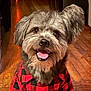 dog, pet, fluffy, happy, smiling, red_shirt, checkered_pattern, indoor, wooden_floor, canine, tongue_out, cute, fur, small_dog, portrait, domestic_animal, animal_clothing, companion, friendly, sitting