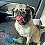 dog, pug, pet_bed, car_interior, tongue_out, toy, sunlight, happy, animal, cute, canine, sitting, pet, smiling, fur, seat, window, daylight, playful, domestic_animal