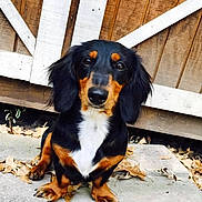 Daisy is registered to the contest to win money with this photo: dog, dachshund, puppy, black, tan, outdoor, wooden_fence, concrete, leaves, pet, canine, small_dog, ears, sitting, cute, animal, mammal, fur, portrait, nature