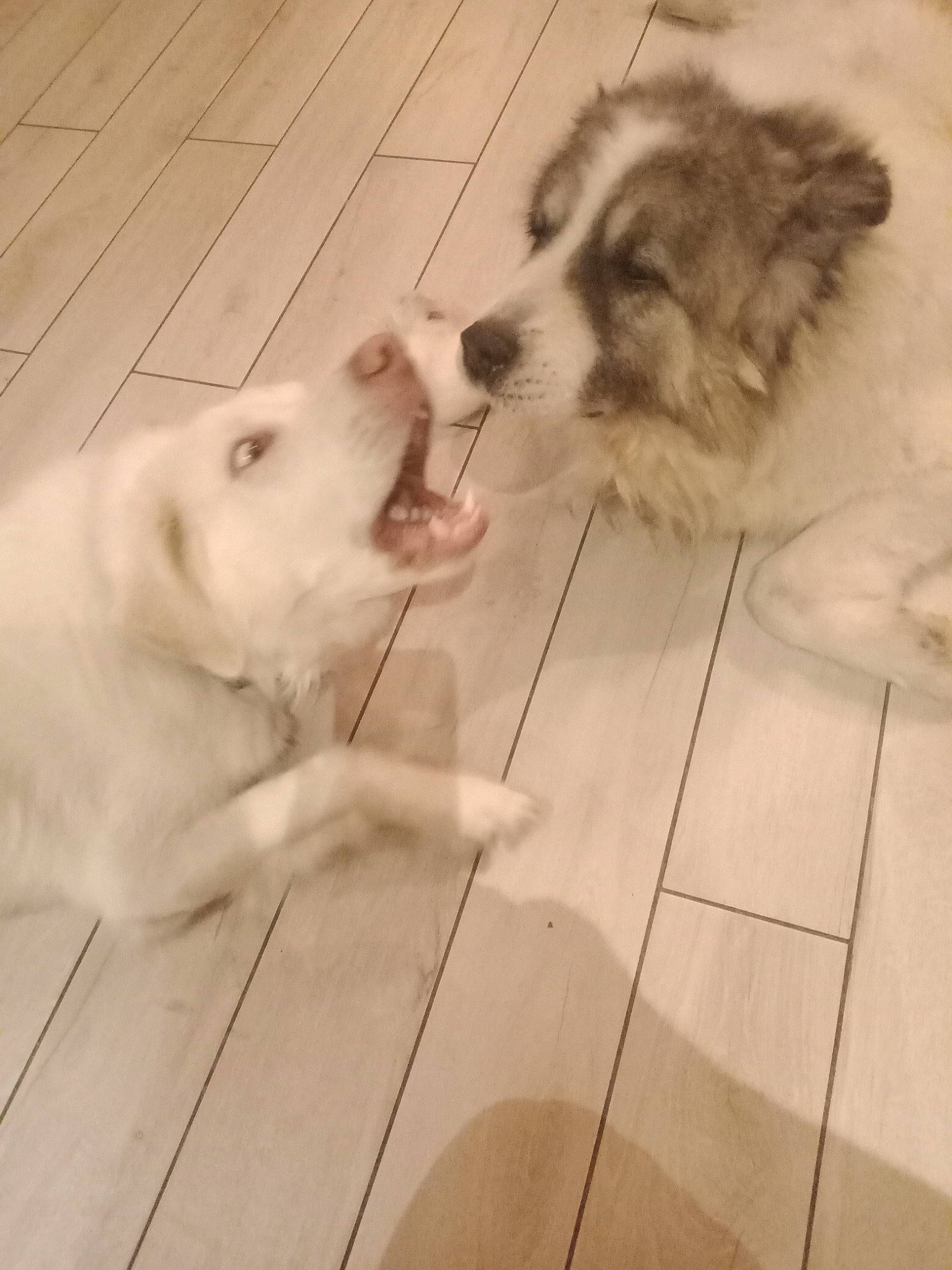 Tyson a rejoint le concours — aidez-le/la à gagner de superbes lots ! carnivore, companion_dog, dog, dog_breed, fawn, felidae, floor, flooring, fur, german_spitz, hardwood, paw, snout, sporting_group, tail, toy_dog, volpino_italiano, whiskers, wood, working_animal