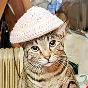 Izzy joined the competition — help win amazing prizes! animal, background_objects, cat, close_up, cozy, cute, domestic_cat, face, feline, hat, indoor, knitted_hat, pet, portrait, red_cloth, sitting, striped_fur, tabby_cat, warm_clothing, whiskers