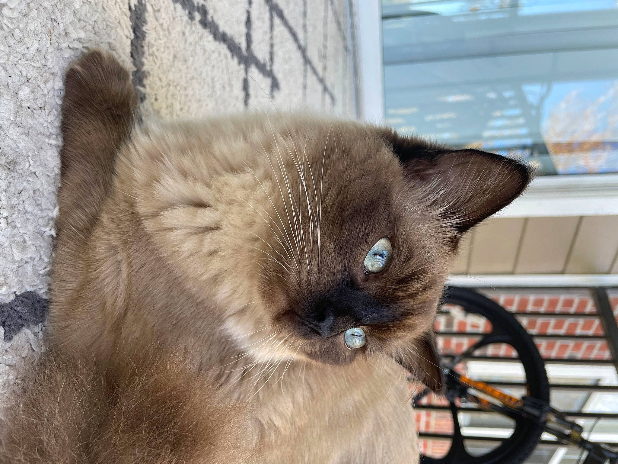 Bagheera is registered to the contest to win money with this photo: balinese, birman, carnivore, cat, domestic_short_haired_cat, fawn, felidae, fence, fur, metal, siamese, small_to_medium_sized_cats, snout, tail, terrestrial_animal, thai, tonkinese, wheel, whiskers, window