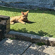 Baloo participe au concours pour gagner de l'argent avec cette photo : cat, ginger_cat, sunlight, artificial_grass, shadow, stone_wall, pavement, outdoor, relaxing, pet, animal, daylight, small_animal, nature, resting, feline, summer, garden, domestic_cat, sunbathing