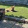 cat, ginger_cat, sunlight, artificial_grass, shadow, stone_wall, pavement, outdoor, relaxing, pet, animal, daylight, small_animal, nature, resting, feline, summer, garden, domestic_cat, sunbathing