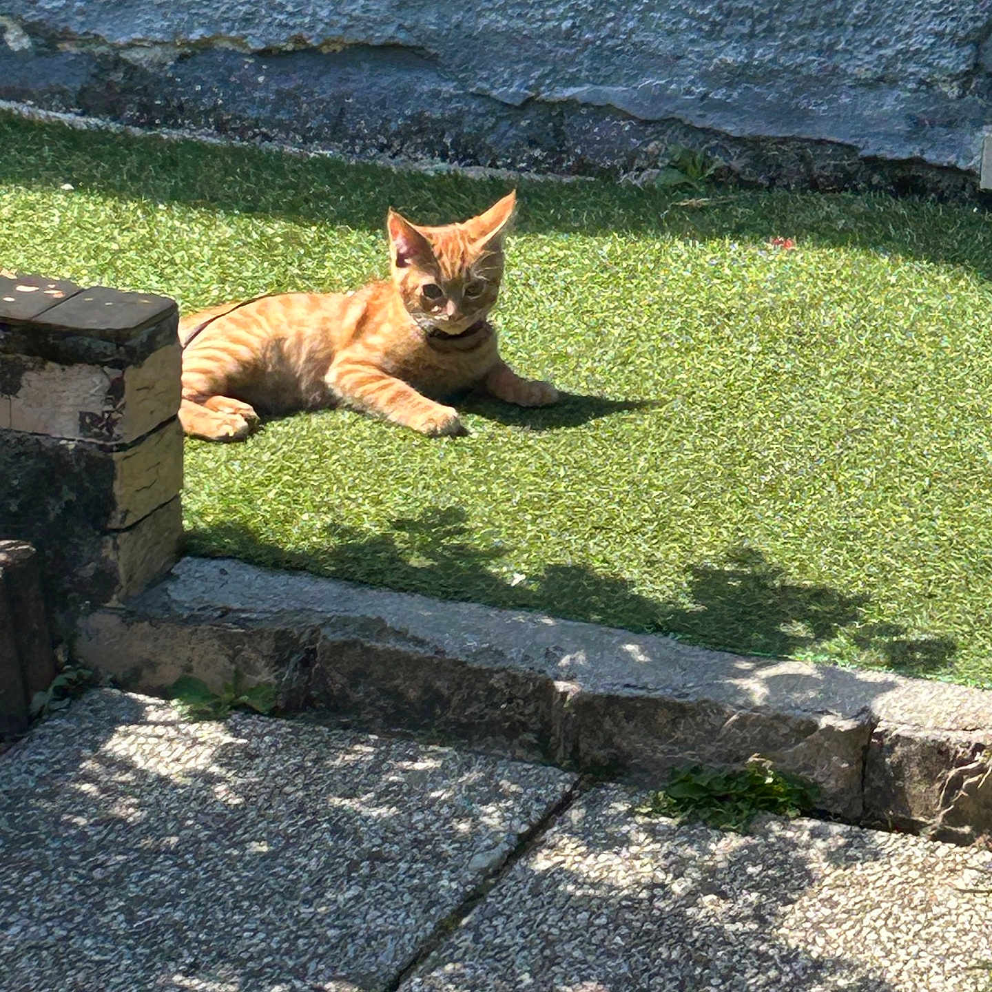 Baloo participe au concours pour gagner de l'argent avec cette photo : cat, ginger_cat, sunlight, artificial_grass, shadow, stone_wall, pavement, outdoor, relaxing, pet, animal, daylight, small_animal, nature, resting, feline, summer, garden, domestic_cat, sunbathing