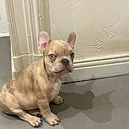 Azur participe au concours pour gagner de l'argent avec cette photo : puppy, dog, french_bulldog, blue_eyes, sitting, shadow, indoor, floor, wall, pet, cute, animal, canine, young, small, light, texture, ears, paw, portrait