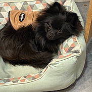 Albus a rejoint le concours — aidez-le/la à gagner de superbes lots ! dog, black_dog, pet_bed, jacket, indoor, floor, cozy, curled_up, fur, small_dog, cushion, geometric_pattern, looking_at_camera, animal, companion, cute, resting, domestic_animal, snug, comfortable