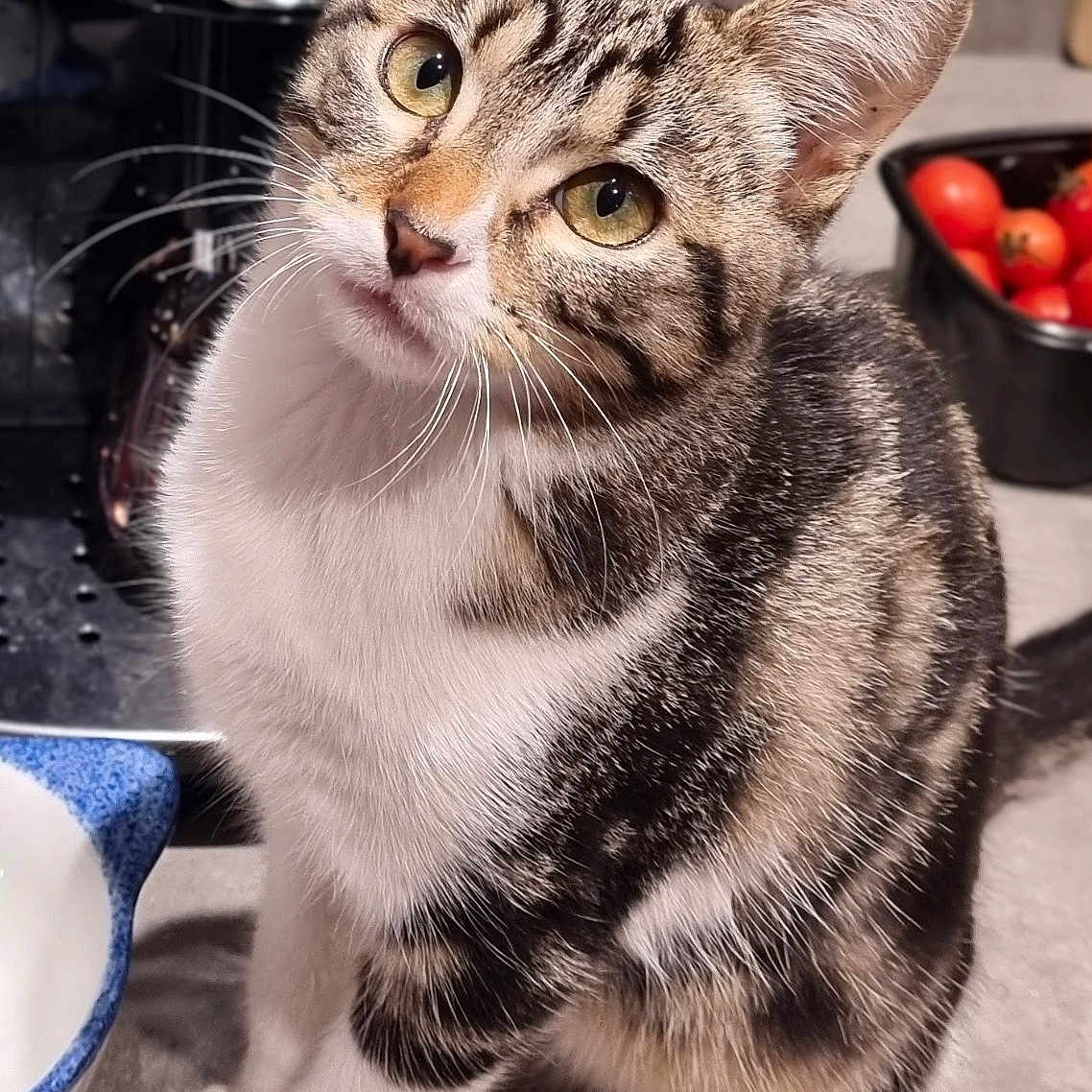 Lewis a rejoint le concours — aidez-le/la à gagner de superbes lots ! abyssinian, animal, appliance, bowl, cat, device, electricaldevice, electronics, food, fruit, indoors, kitten, manx, meal, microwave, oven, pet, plant, produce, speaker