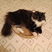 Cookie a rejoint le concours — aidez-le/la à gagner de superbes lots ! cat, fluffy, black_and_white, basket, floor, patterned_floor, relaxed, indoor, pet, animal, whiskers, tail, paws, fur, resting, cute, domestic, feline, home, cozy