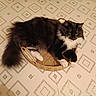 cat, fluffy, black_and_white, basket, floor, patterned_floor, relaxed, indoor, pet, animal, whiskers, tail, paws, fur, resting, cute, domestic, feline, home, cozy