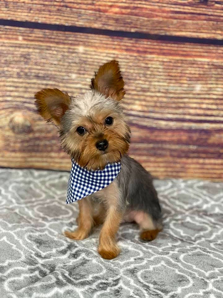 Ollie joined the competition — help win amazing prizes! australian_silky_terrier, canidae, carnivore, companion_dog, dog, dog_breed, dog_clothes, maltepoo, mammal, morkie, puppy, rare_breed_dog, skin, small_terrier, snout, terrier, toy_dog, vertebrate, yorkipoo, yorkshire_terrier