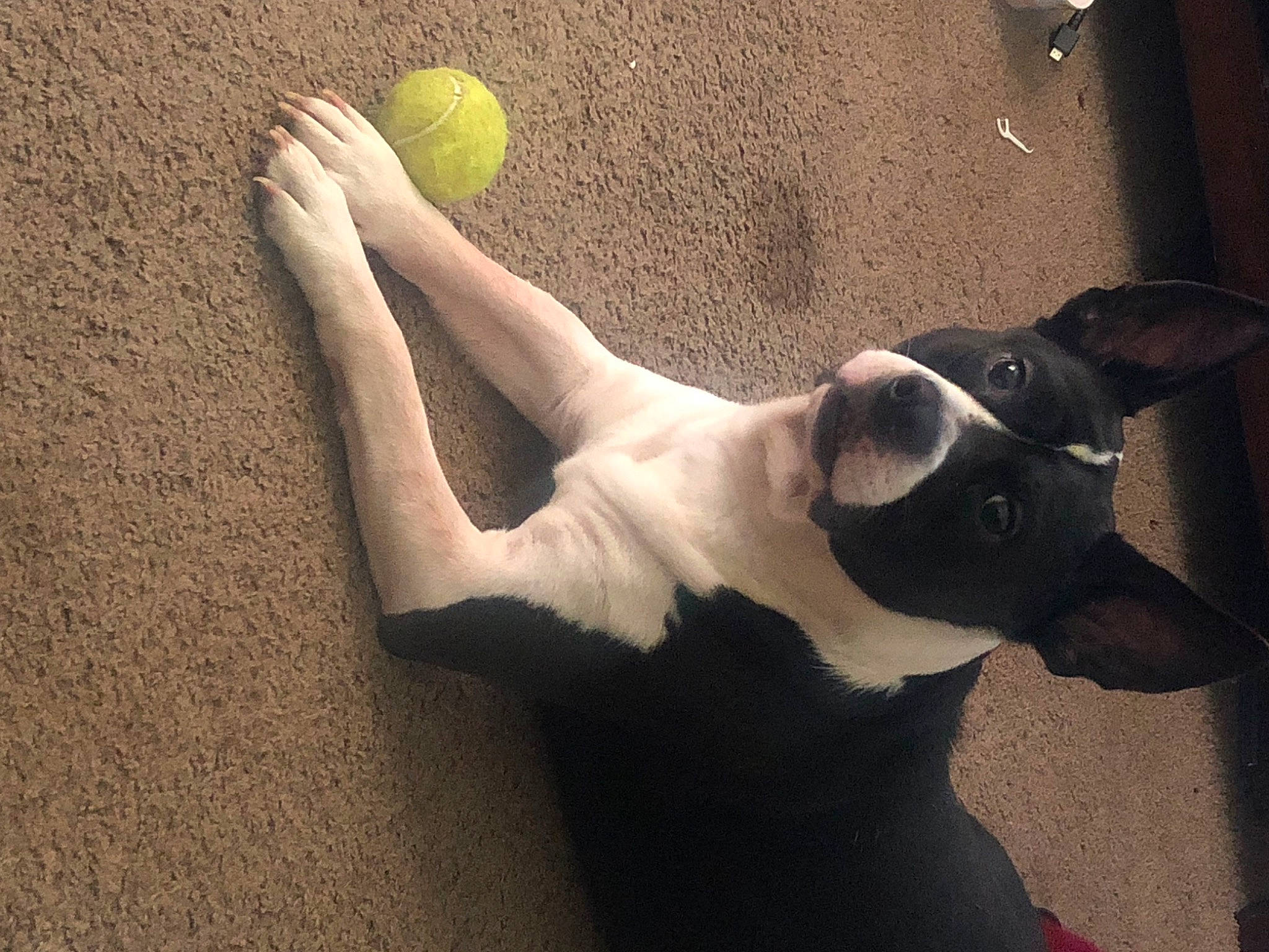 Xman is registered to the contest to win money with this photo: arm, art, carnivore, companion_dog, dog, dog_breed, elbow, fawn, human_body, human_leg, knee, leg, snout, sports_equipment, tail, tennis_ball, tints_and_shades, trunk, wood, working_animal