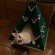 Tanene participe au concours pour gagner de l'argent avec cette photo : cat, kitten, christmas_tree, holiday, festive, pet, animal, cream_fur, green, star, ornaments, play_tent, hideaway, indoor, tile_floor, curious, lying_down, upside_down, toy, portrait