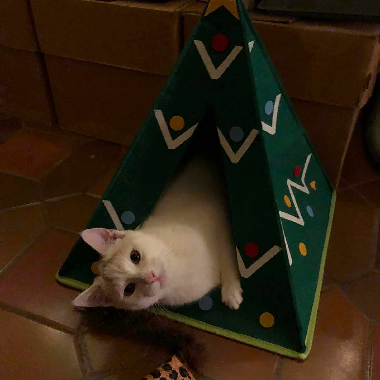 Tanene participe au concours pour gagner de l'argent avec cette photo : cat, kitten, christmas_tree, holiday, festive, pet, animal, cream_fur, green, star, ornaments, play_tent, hideaway, indoor, tile_floor, curious, lying_down, upside_down, toy, portrait