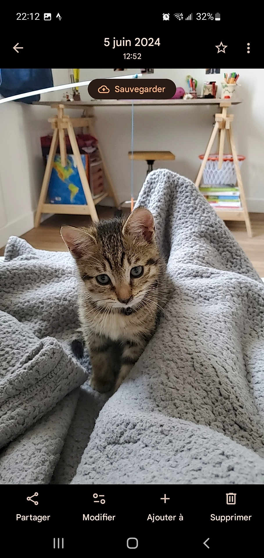Willo a rejoint le concours — aidez-le/la à gagner de superbes lots ! kitten, cat, tabby, blanket, grey, indoor, furniture, desk, chair, wooden_floor, curious, pet, young_animal, cozy, soft_texture, small, cute, animal, domestic, resting