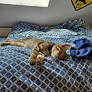 Willo participe au concours pour gagner de l'argent avec cette photo : cat, kitten, sleeping, bed, blanket, pattern, blue, white, collar, indoor, window, sunlight, resting, pet, feline, cozy, fur, paw, domestic, relaxation
