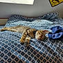 cat, kitten, sleeping, bed, blanket, pattern, blue, white, collar, indoor, window, sunlight, resting, pet, feline, cozy, fur, paw, domestic, relaxation