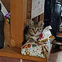 Willo participe au concours pour gagner de l'argent avec cette photo : kitten, cat, wood, brick, fabric, indoor, pet, small, curious, animal, home, cozy, colorful, fur, ears, eyes, floor, container, object, corner
