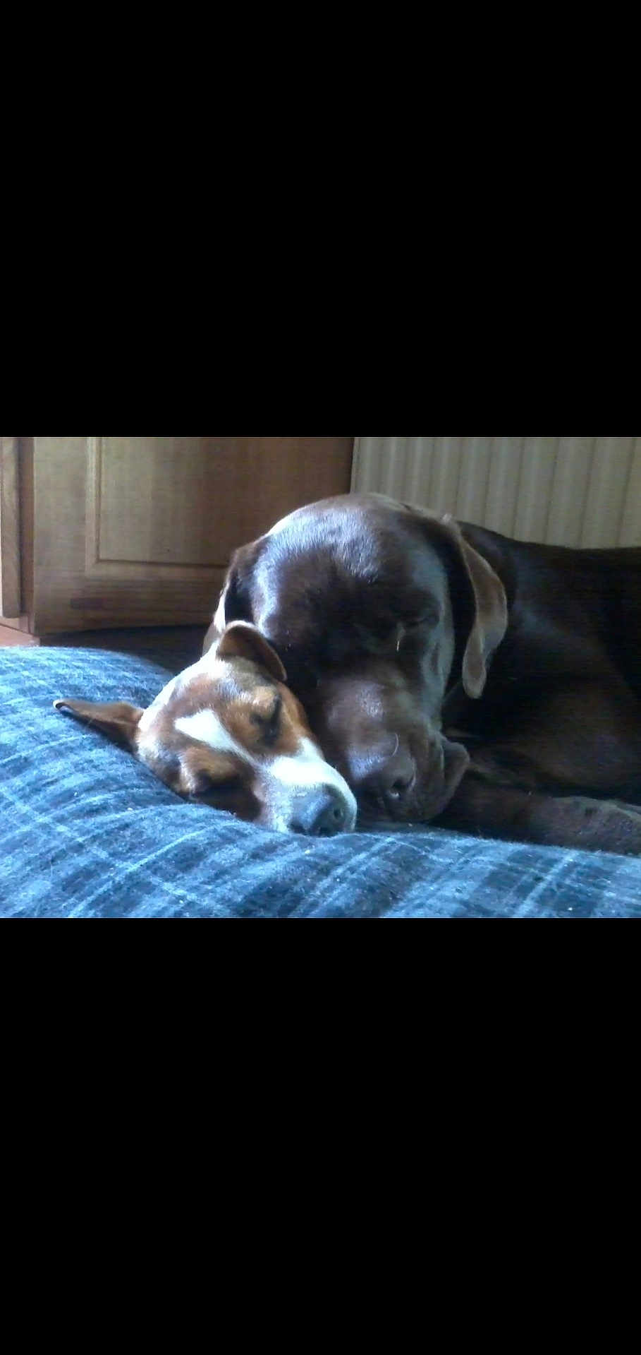 Icare Et Iceo participe au concours pour gagner de l'argent avec cette photo : dog, sleeping, couch, indoor, cozy, pets, friendship, brown_dog, small_dog, close_up, resting, domestic_animal, fur, cute, companion, relaxation, home, animal, snuggle, peaceful