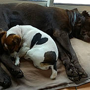 Icare Et Iceo participe au concours pour gagner de l'argent avec cette photo : dog, sleeping, two_dogs, brown_dog, white_dog, heart_patch, pet, animal, indoor, mat, floor, tile_floor, resting, cute, companionship, cozy, relaxation, domestic_animal, friendship, nap