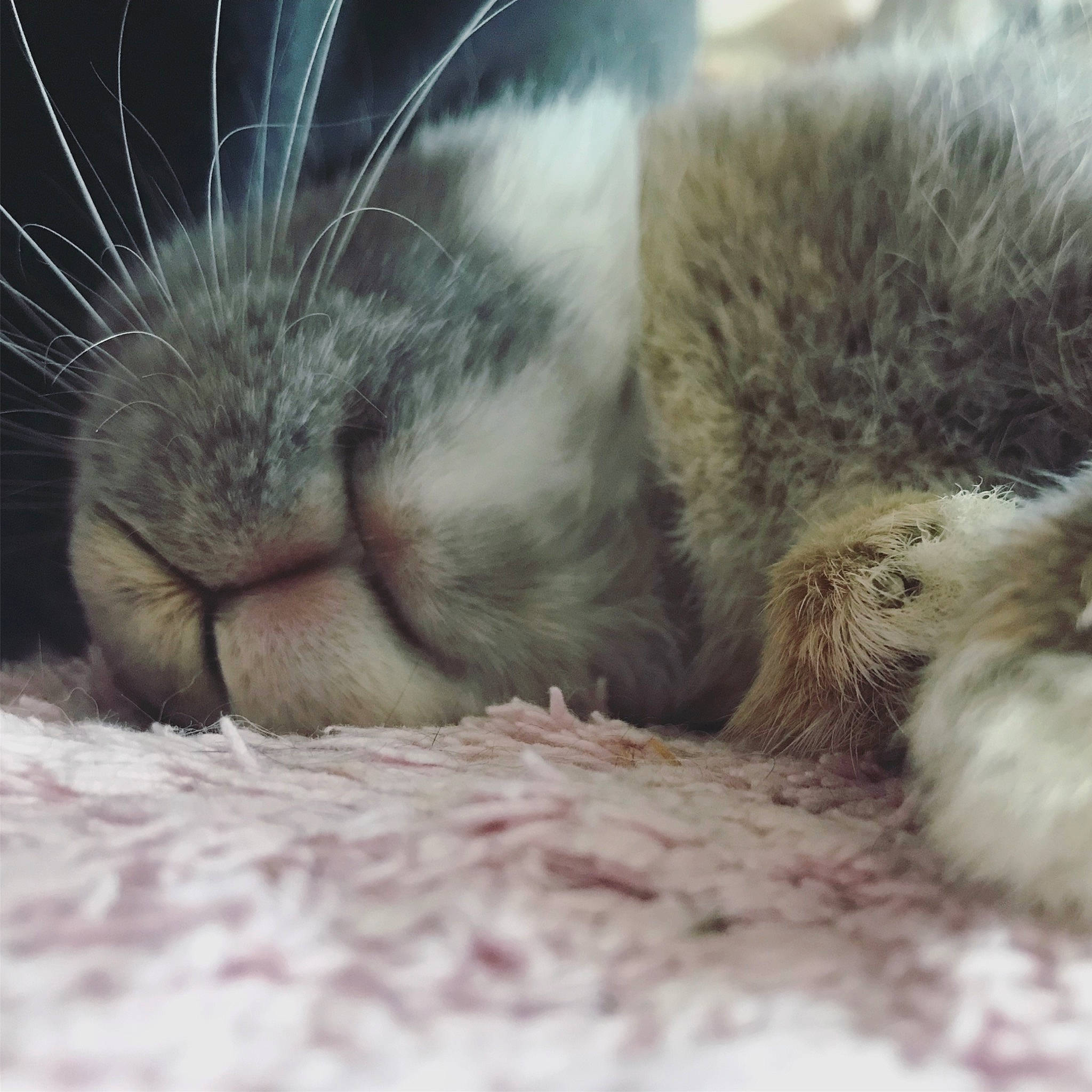 Lalou a rejoint le concours — aidez-le/la à gagner de superbes lots ! carnivore, cat, claw, close_up, ear, eye, felidae, fur, kitten, nap, nose, paw, polydactyl_cat, skin, sleep, small_to_medium_sized_cats, snout, tabby_cat, tail, whiskers