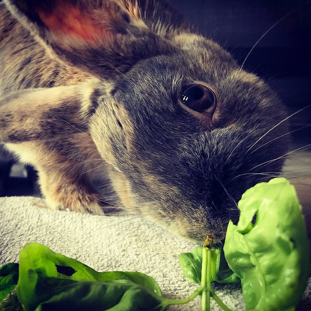 Lalou participe au concours pour gagner de l'argent avec cette photo : close_up, domestic_rabbit, ear, eye, grass, hare, nose, organ, organism, photography, plant, rabbit, rabbits_and_hares, snout, whiskers, wildlife, wood_rabbit