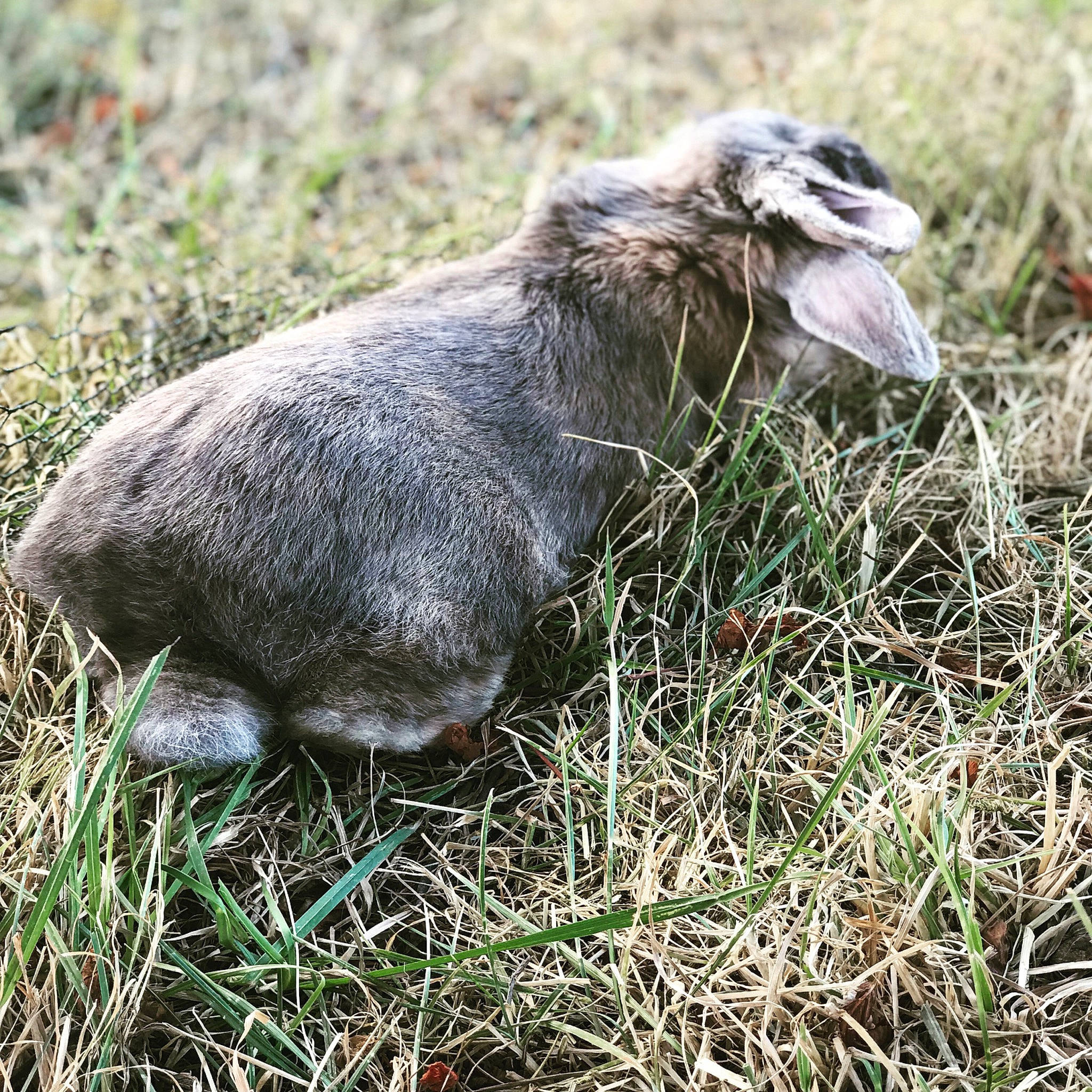 Lalou participe au concours pour gagner de l'argent avec cette photo : canidae, fur, plant, snout
