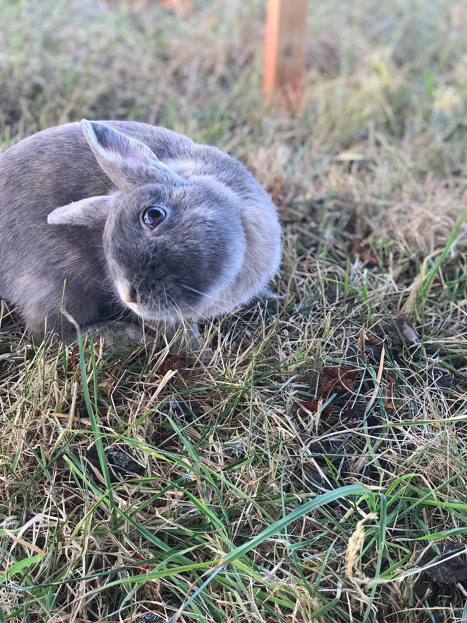 Lalou participe au concours pour gagner de l'argent avec cette photo : domestic_rabbit, ear, fawn, grass, hare, plant, plant_community, rabbit, rabbits_and_hares, shrubland, snout, soil, terrestrial_animal, wildlife, wood_rabbit