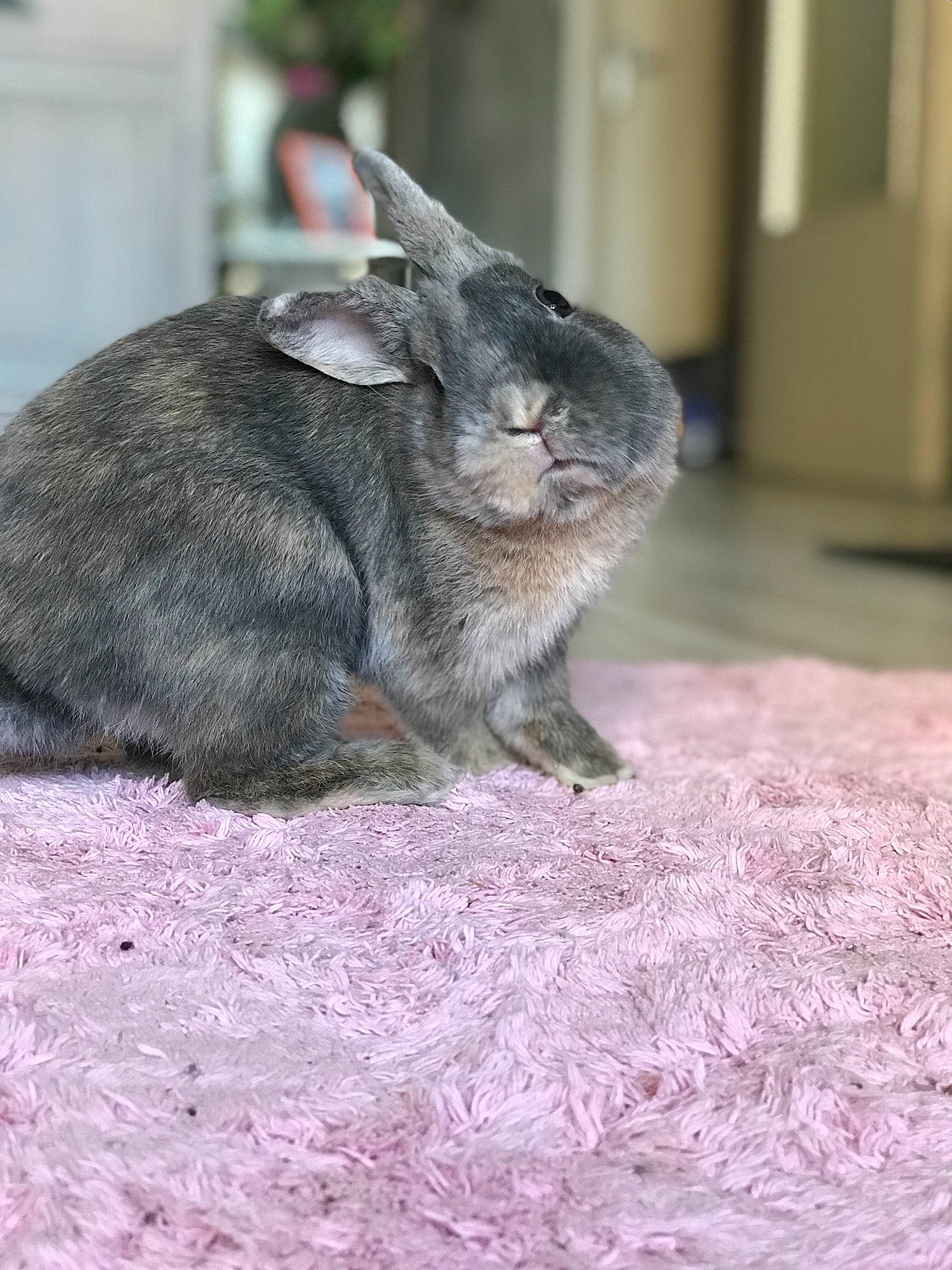 Lalou participe au concours pour gagner de l'argent avec cette photo : chinchilla, domestic_rabbit, ear, fawn, hare, mammal, rabbit, rabbits_and_hares, rodent, snout, vertebrate, whiskers, wildlife