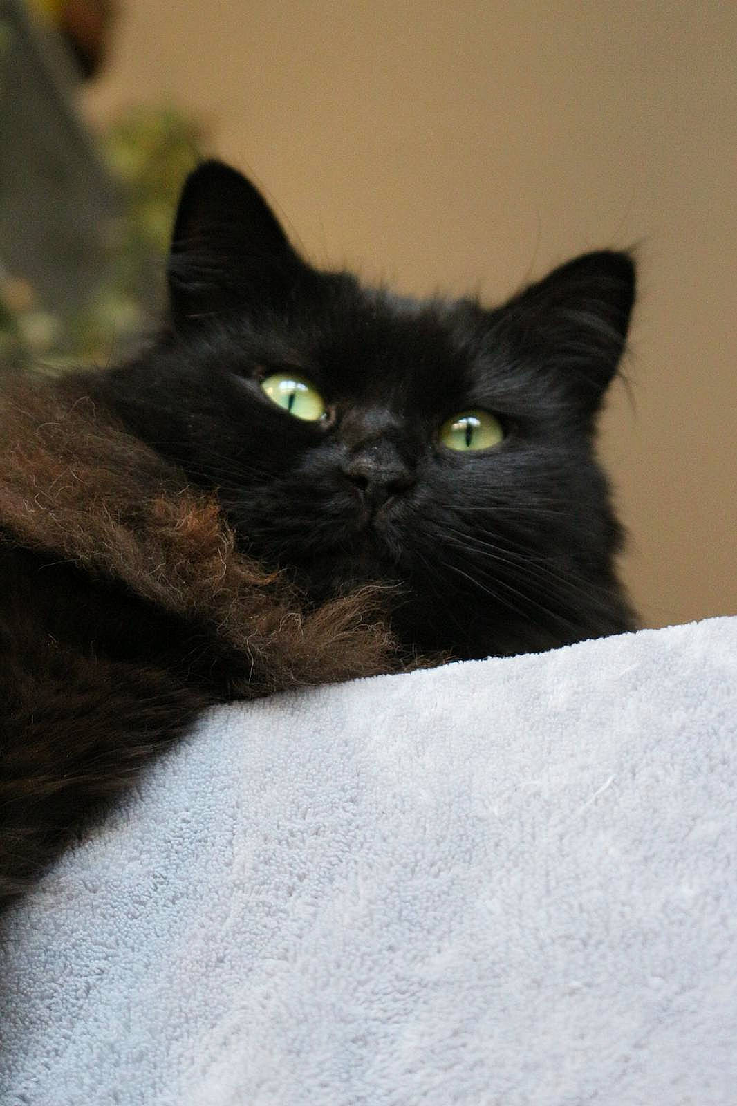 Dinah participe au concours pour gagner de l'argent avec cette photo : asian, black_cat, bombay, british_semi_longhair, british_shorthair, burmese, carnivore, cat, domestic_short_haired_cat, eye, felidae, fur, korat, mammal, nebelung, small_to_medium_sized_cats, snout, vertebrate, whiskers